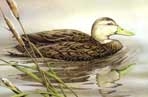 Texas Stamp Prints - 2003 Mottled Duck By Sherrie Russell Meline