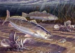 Texas Stamp Prints - 2000 Speckled Trout by Herb Booth
