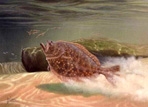 Texas Saltwater Stamp Prints - 2002 Flounder by John Dearman