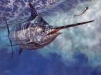 Texas Saltwater Stamp Prints - 2004 Marlin by Don Ray