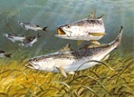 Texas Saltwater Stamp Prints - 1987 Speckled Trout by Al Barnes