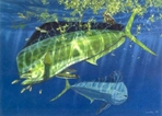 Texas Freshwater Fish Stamp Prints - 1997 Dorado by Don Ray